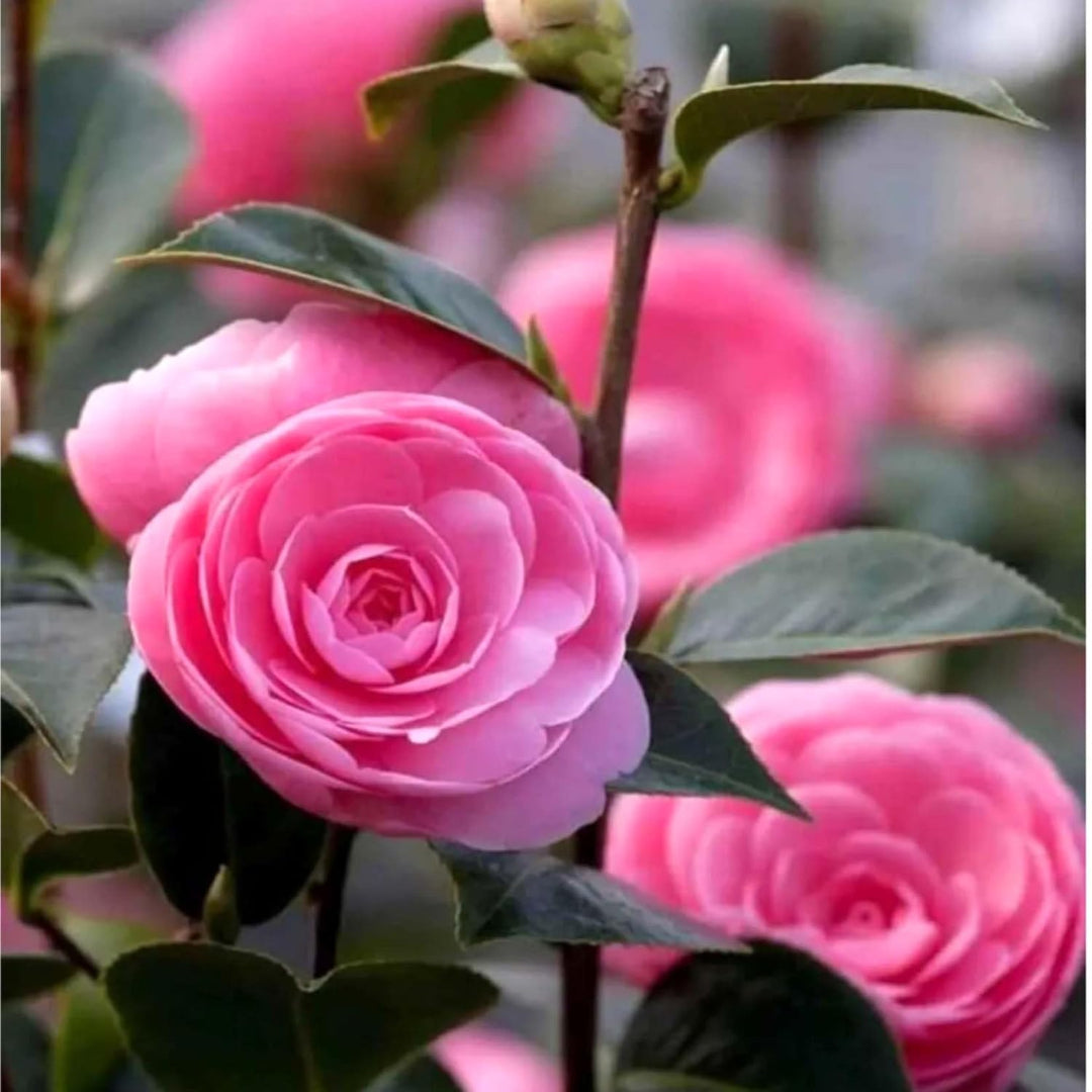 Pink Perfection Camellia