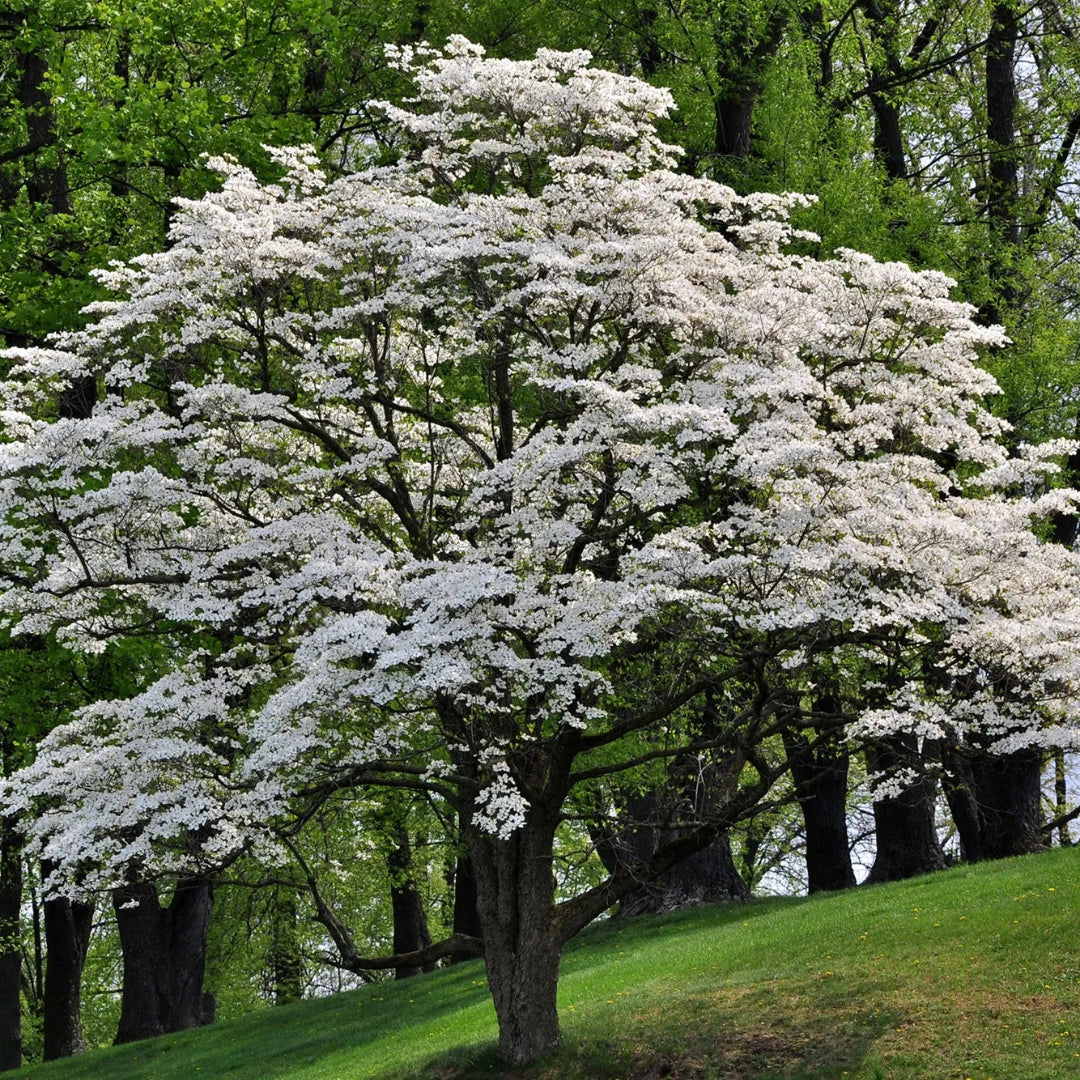 Appalachian Joy Dogwood