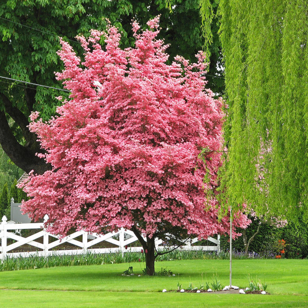 Petals and branches of flowering Pink Dogwood