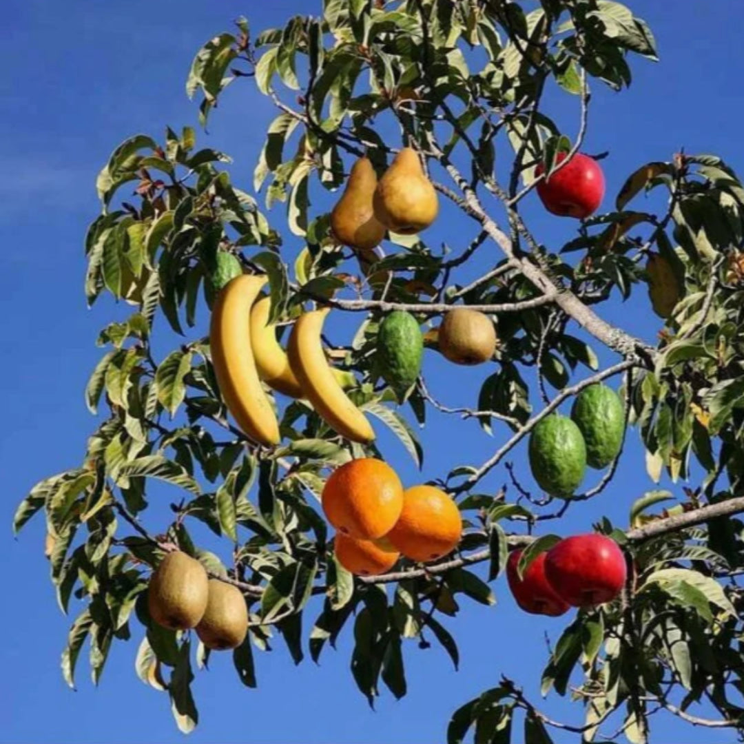 4 in 1 Fruit Cocktail Tree - 4 Different Fruits on One Plant