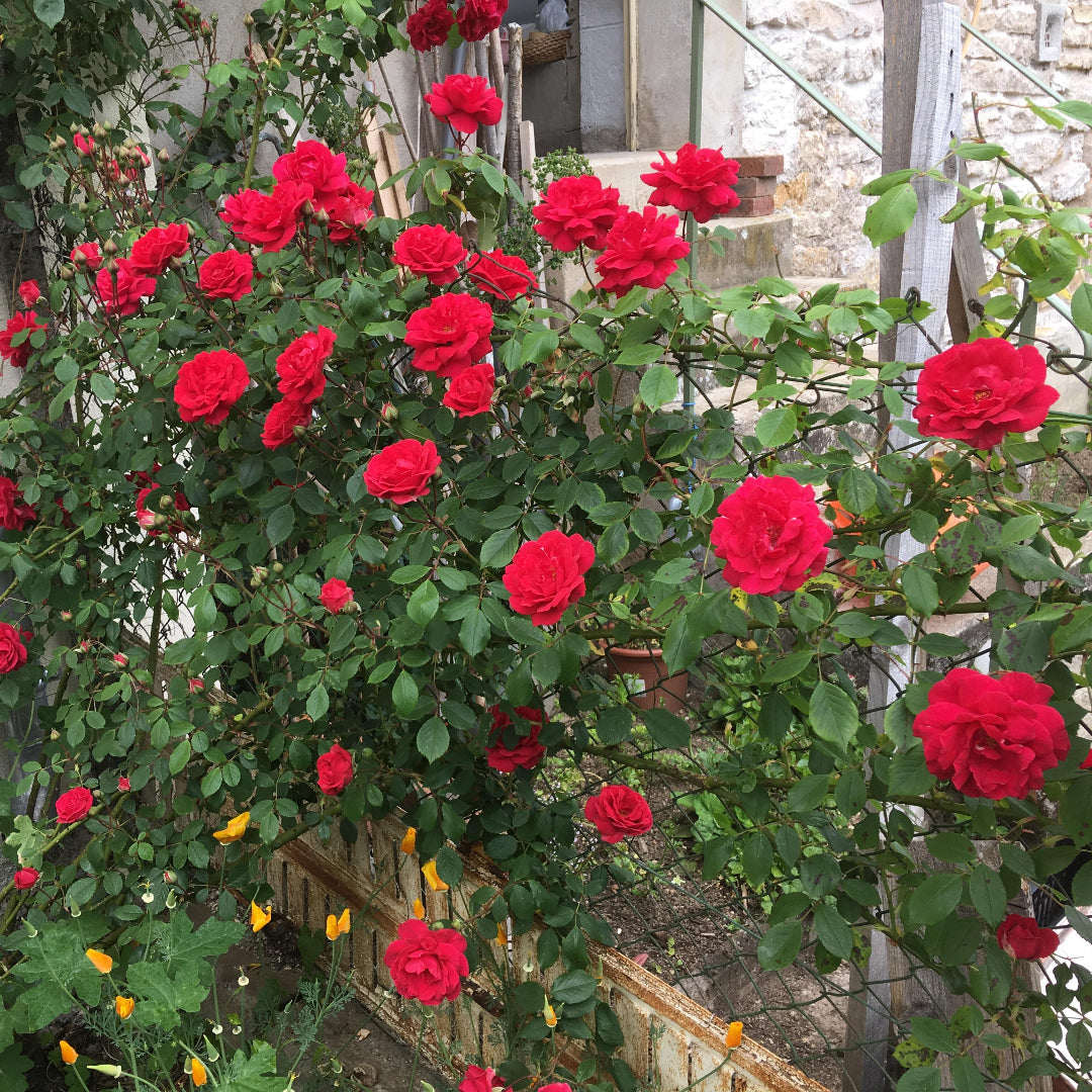 Red Cascade Rose