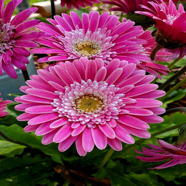 Gerbera &