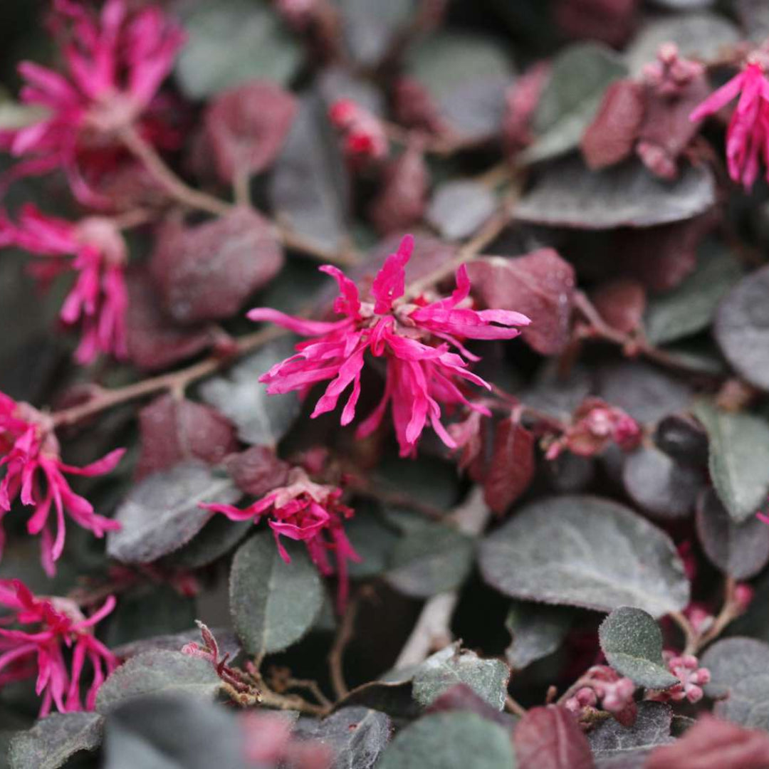 Blooming Zhuzhou Loropetalum in landscape garden
