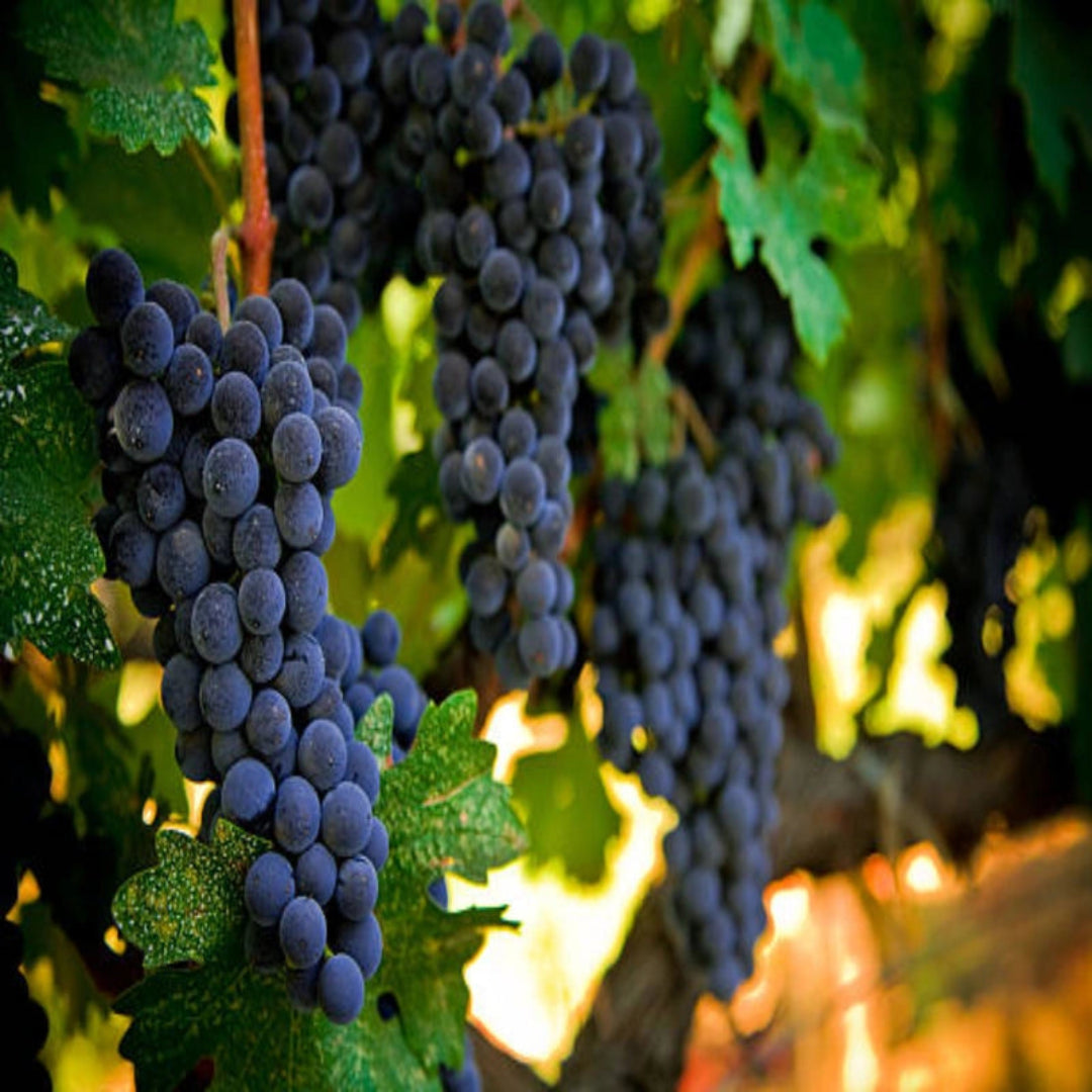 Cabernet Sauvignon grapevine showing ripe fruit in vineyard