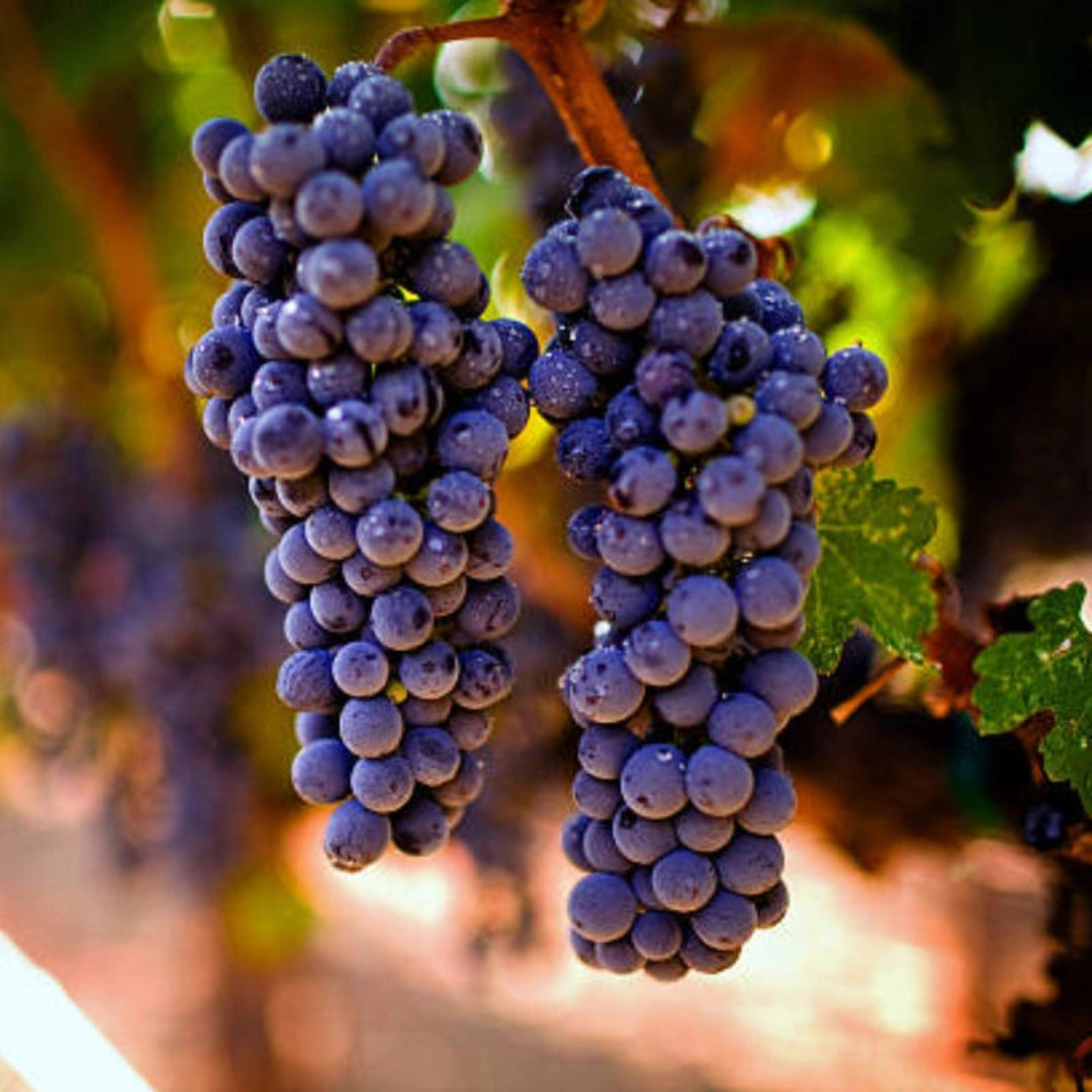 Cabernet Sauvignon grapes developing color on summer vine