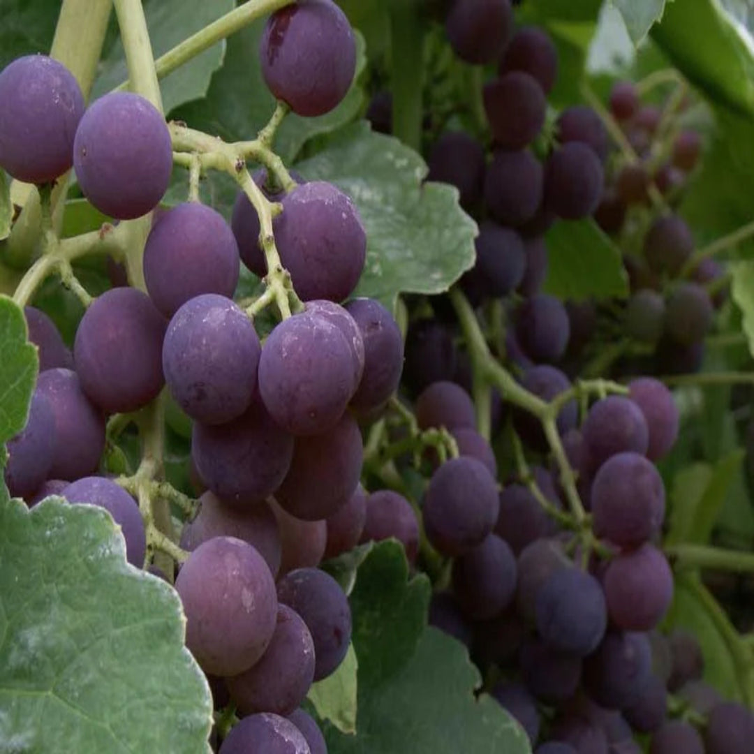 Glenora Blue Seedless Grapes