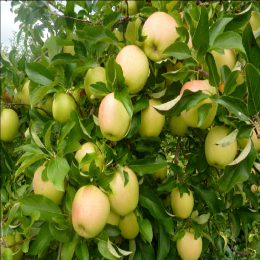 Yellow Delicious Apple Tree