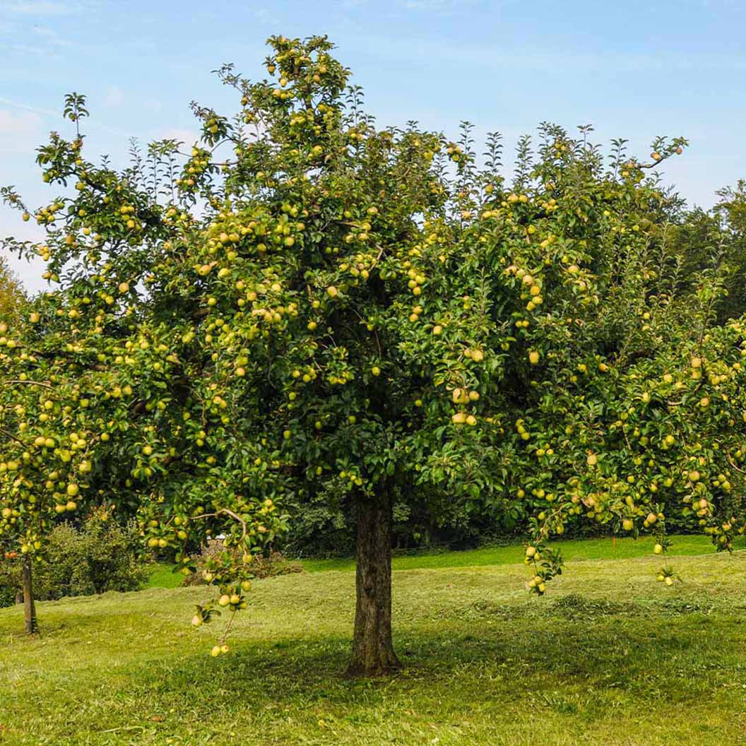 Golden Delicious Apple Tree with fruit