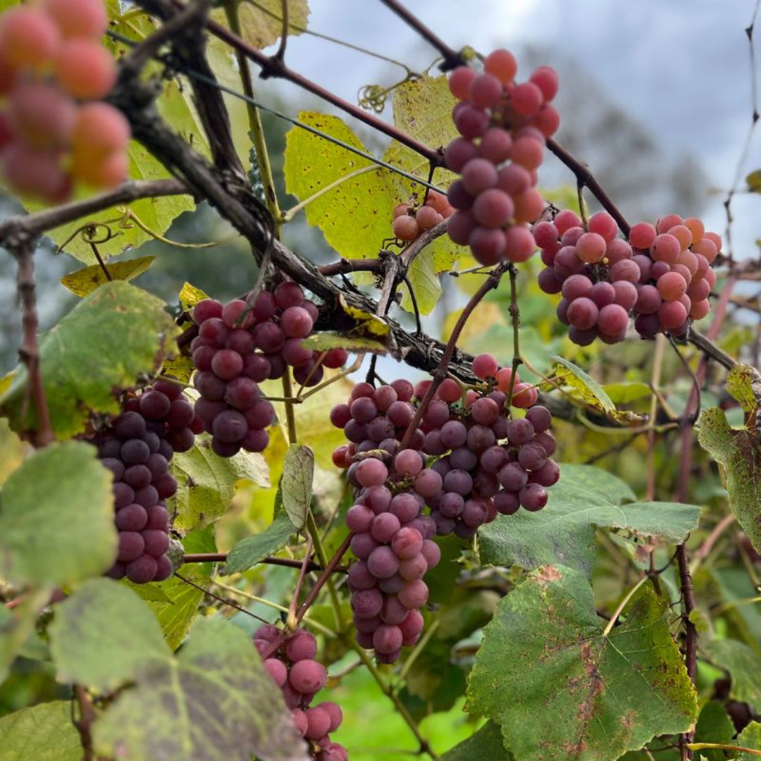 Catawba Grapes on the Vine in Late Summer