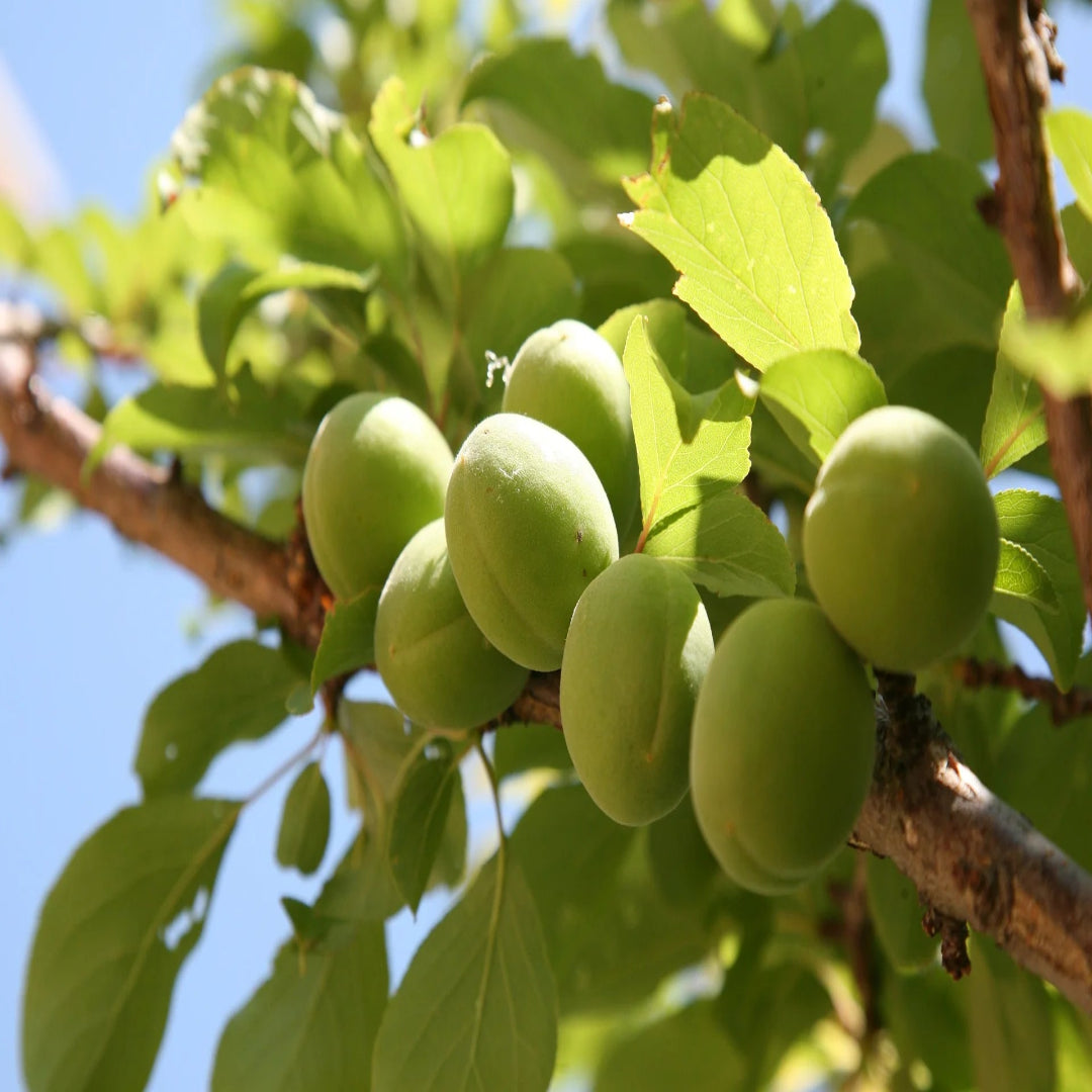 Green Gage Plum Tree Bears Large Crops of Yellowish Green