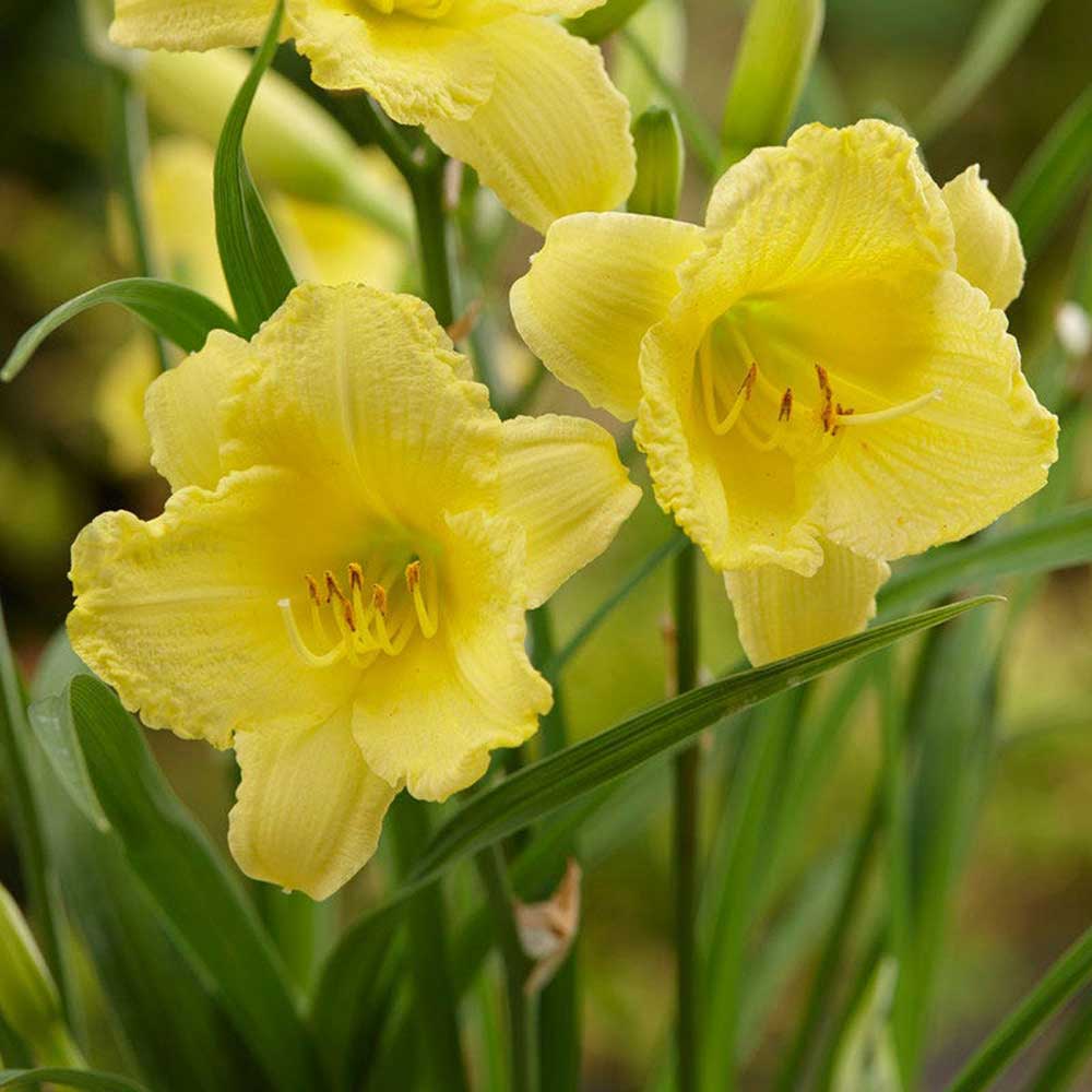 Happy Returns Daylily
