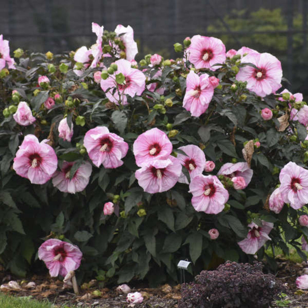 Cherry Choco Latte Hibiscus PPAF