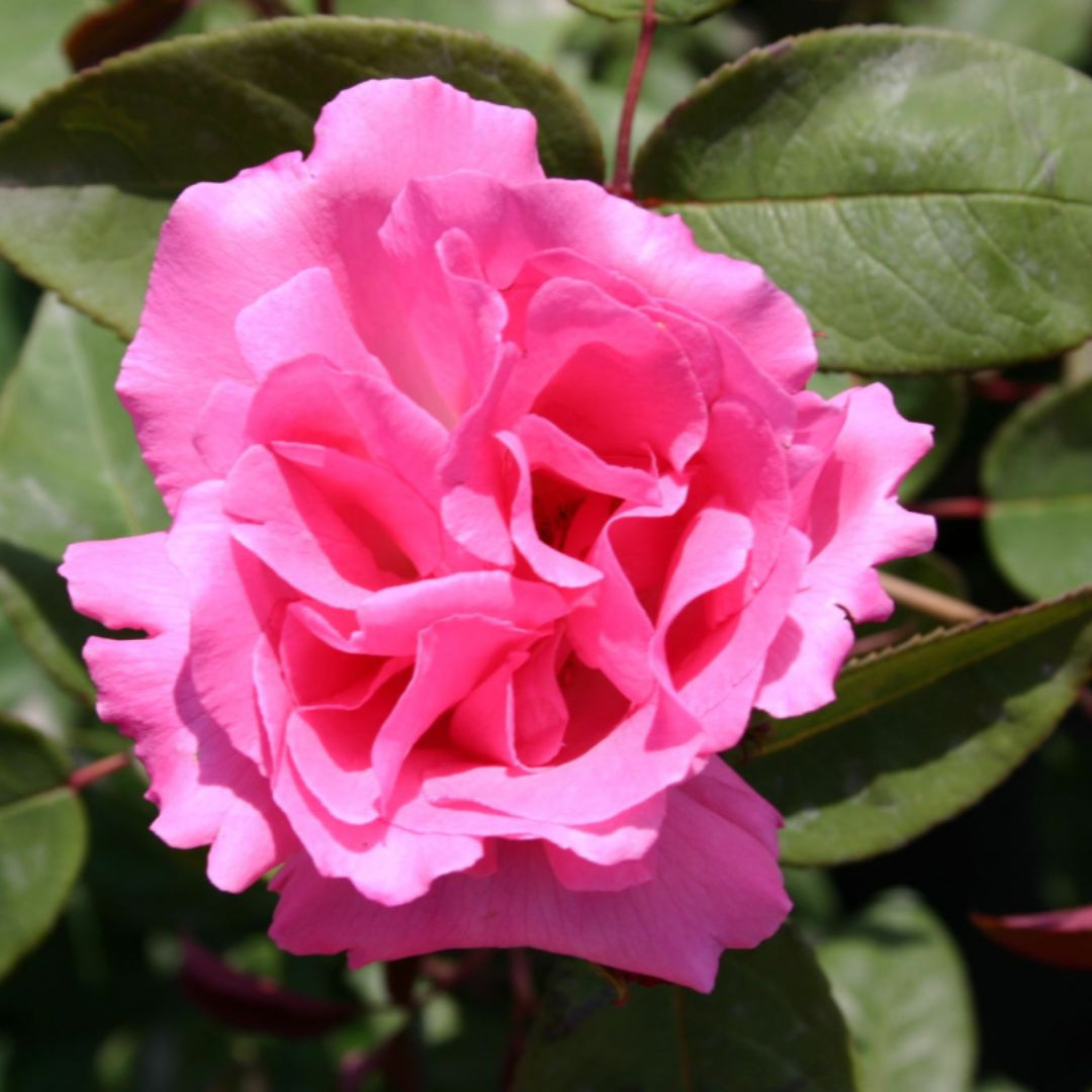 Zephirine Drouhin Rose