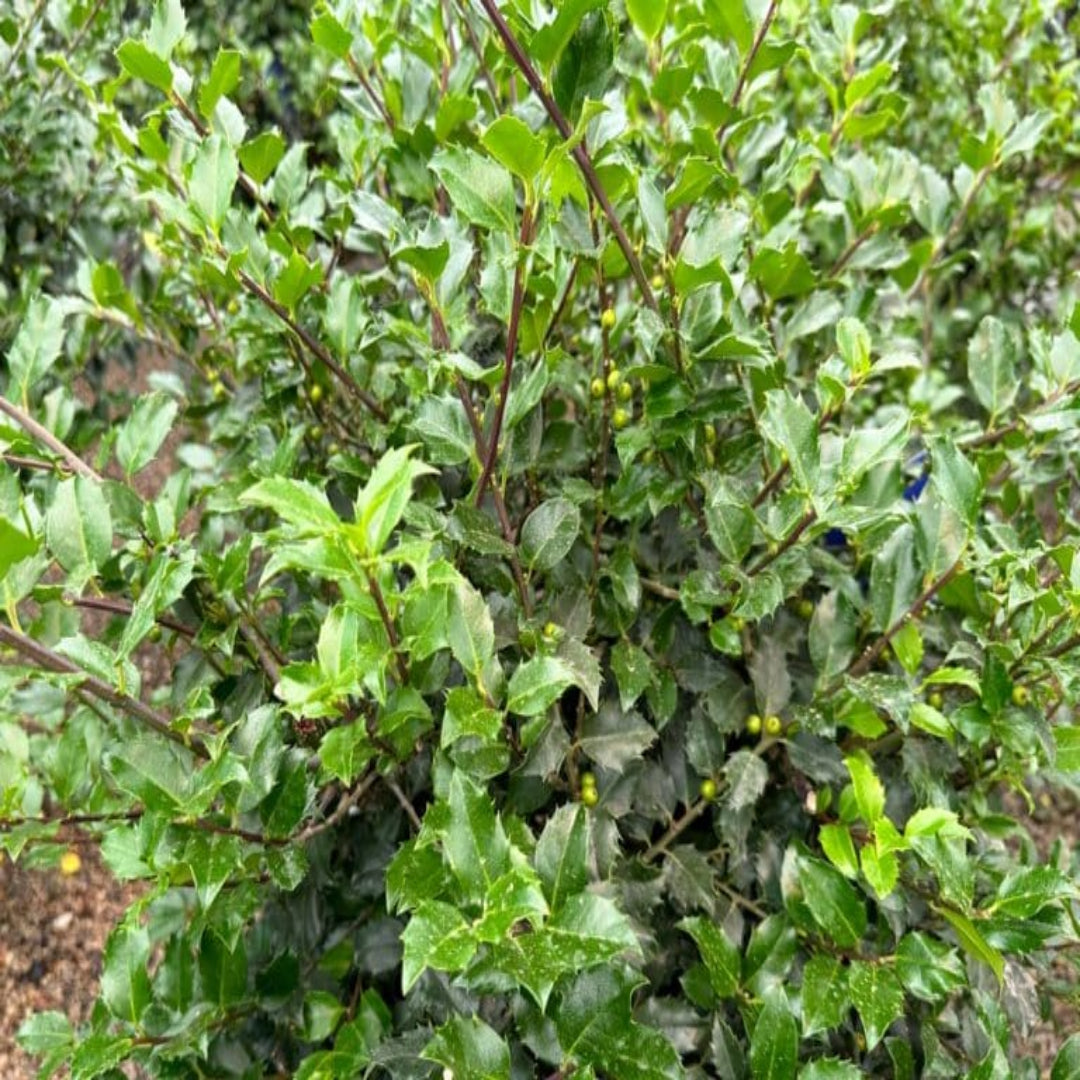 Blue Girl Holly Year Round Interest