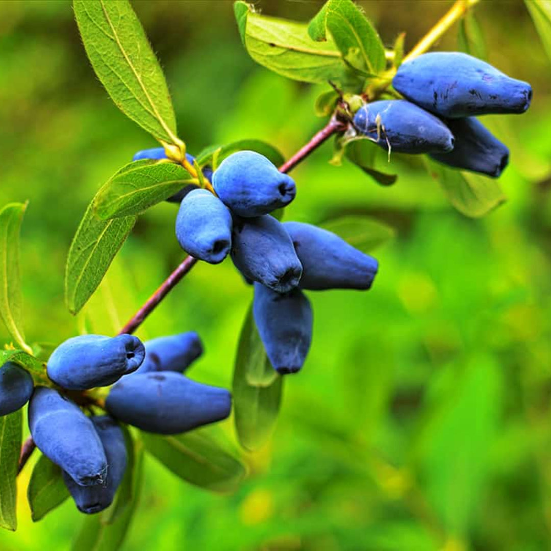Berry Blue Honeyberry Bush