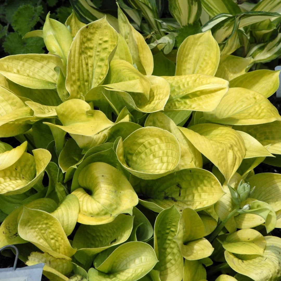Hosta &