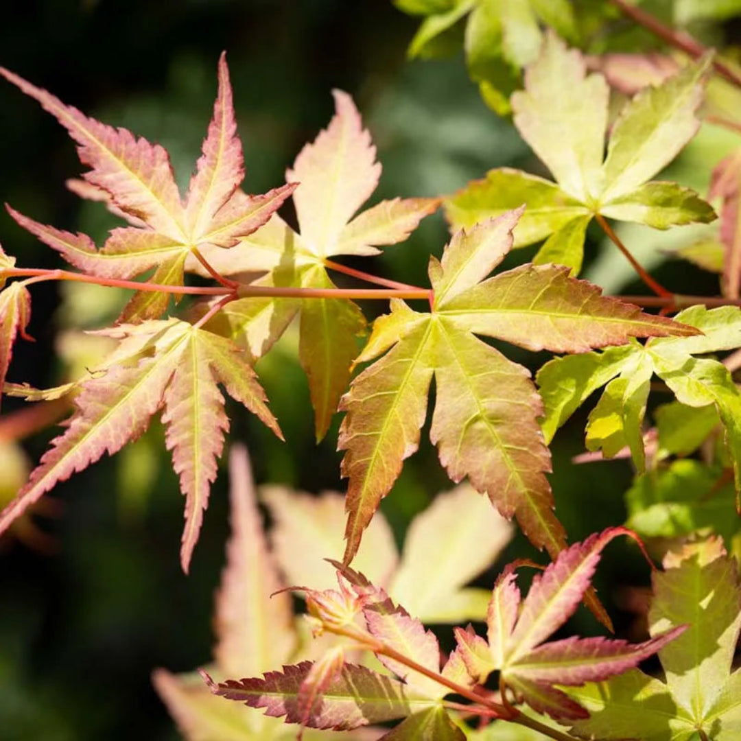 Katsura Japanese Maple