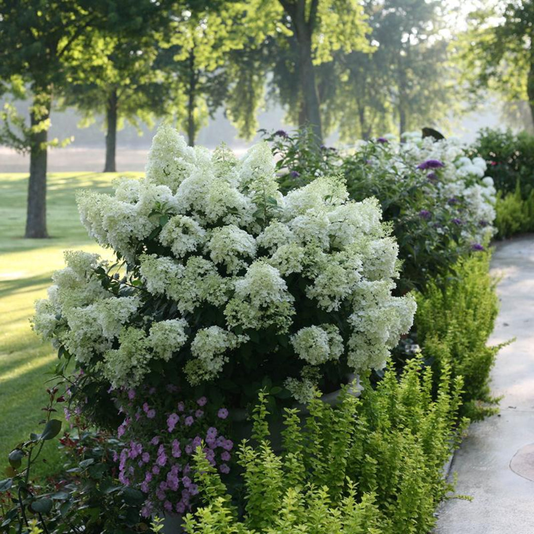 Hydrangea Bobo Shrub for Small Gardens and Containers