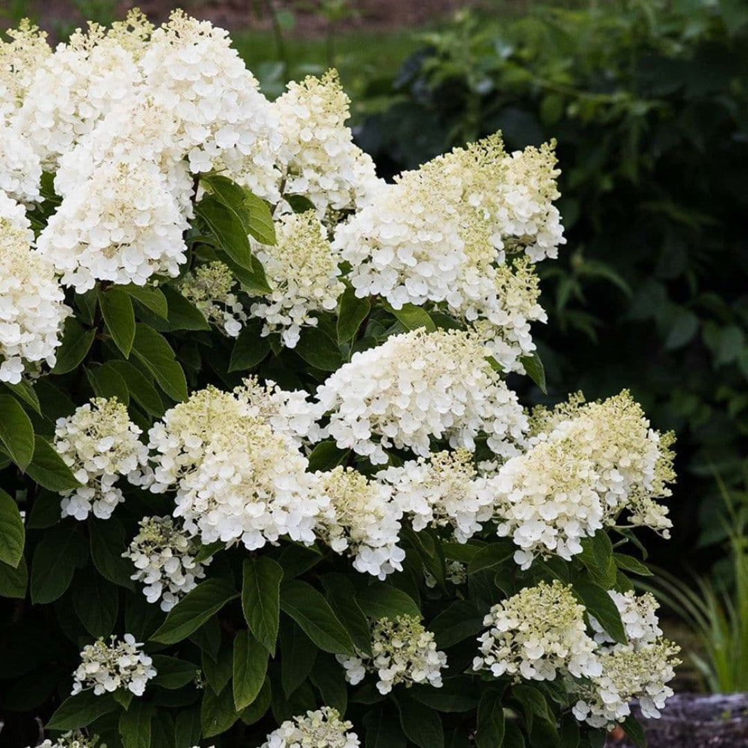 Summer Snow Hydrangea/Variegated Hydrangea