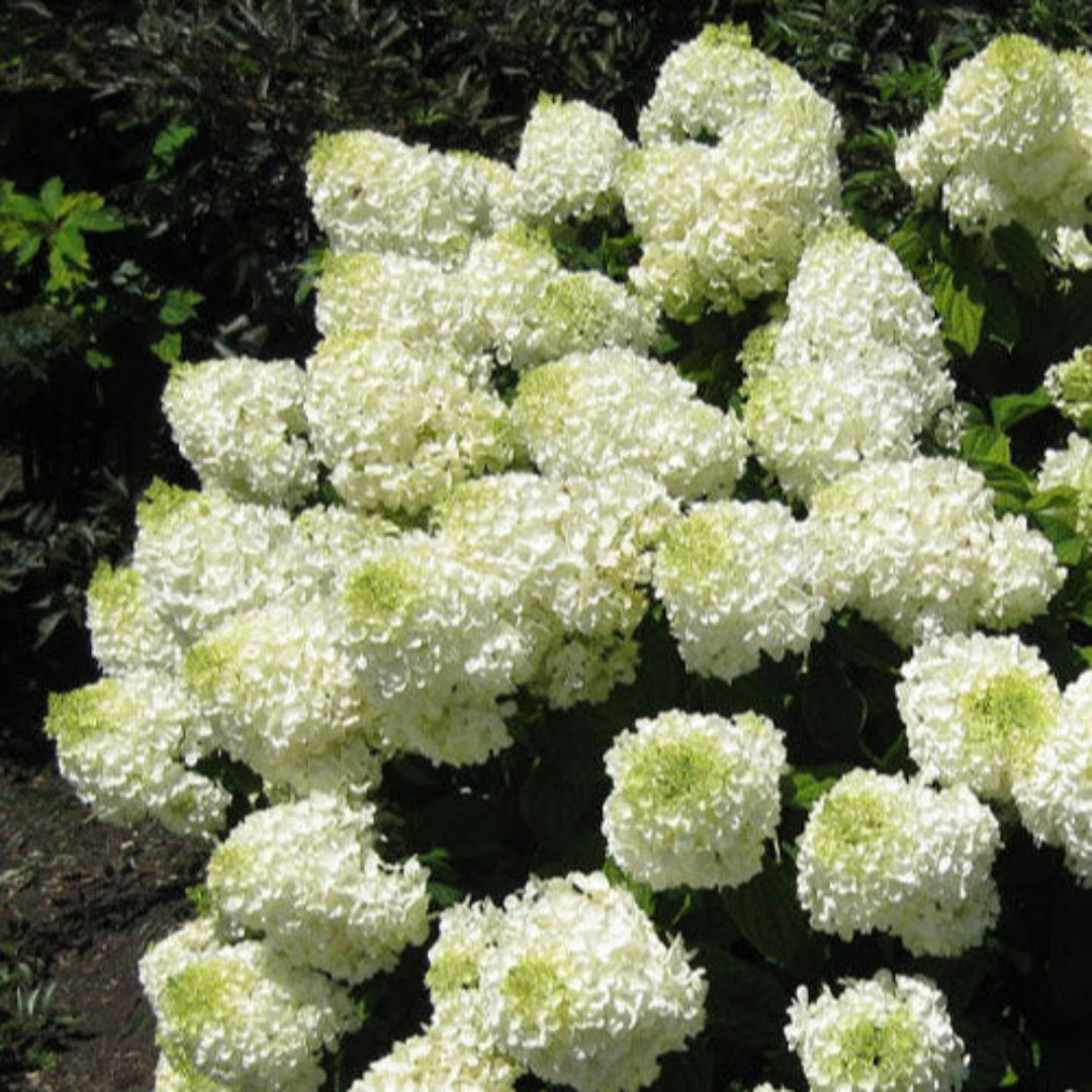 Silver Dollar Hydrangea