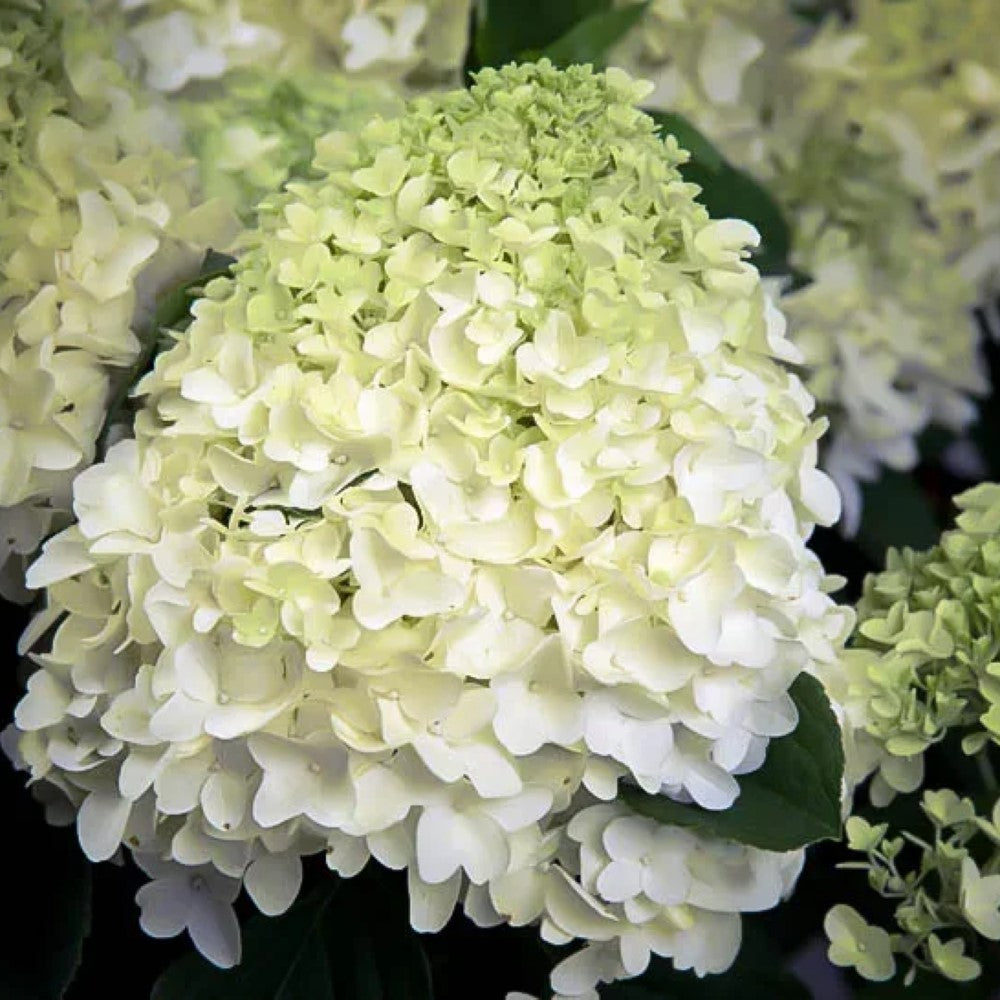 White Wedding Hydrangea