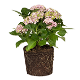 Hydrangea Hydrangea
