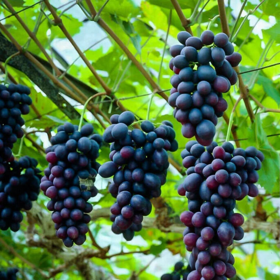 Alachua Muscadine Grape Shrub
