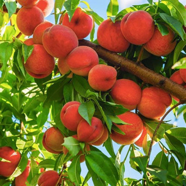 Harvester Peach Tree