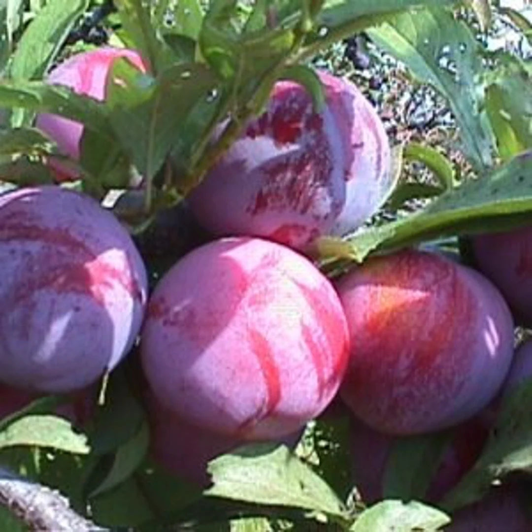 Ozark Premier Plum Tree