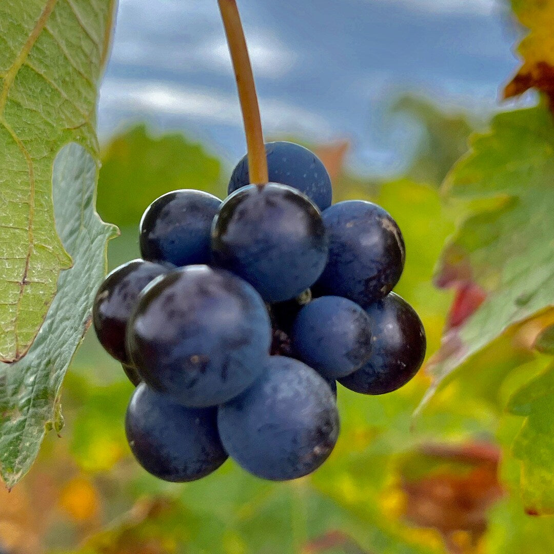 Cowart Muscadine Grape Vine