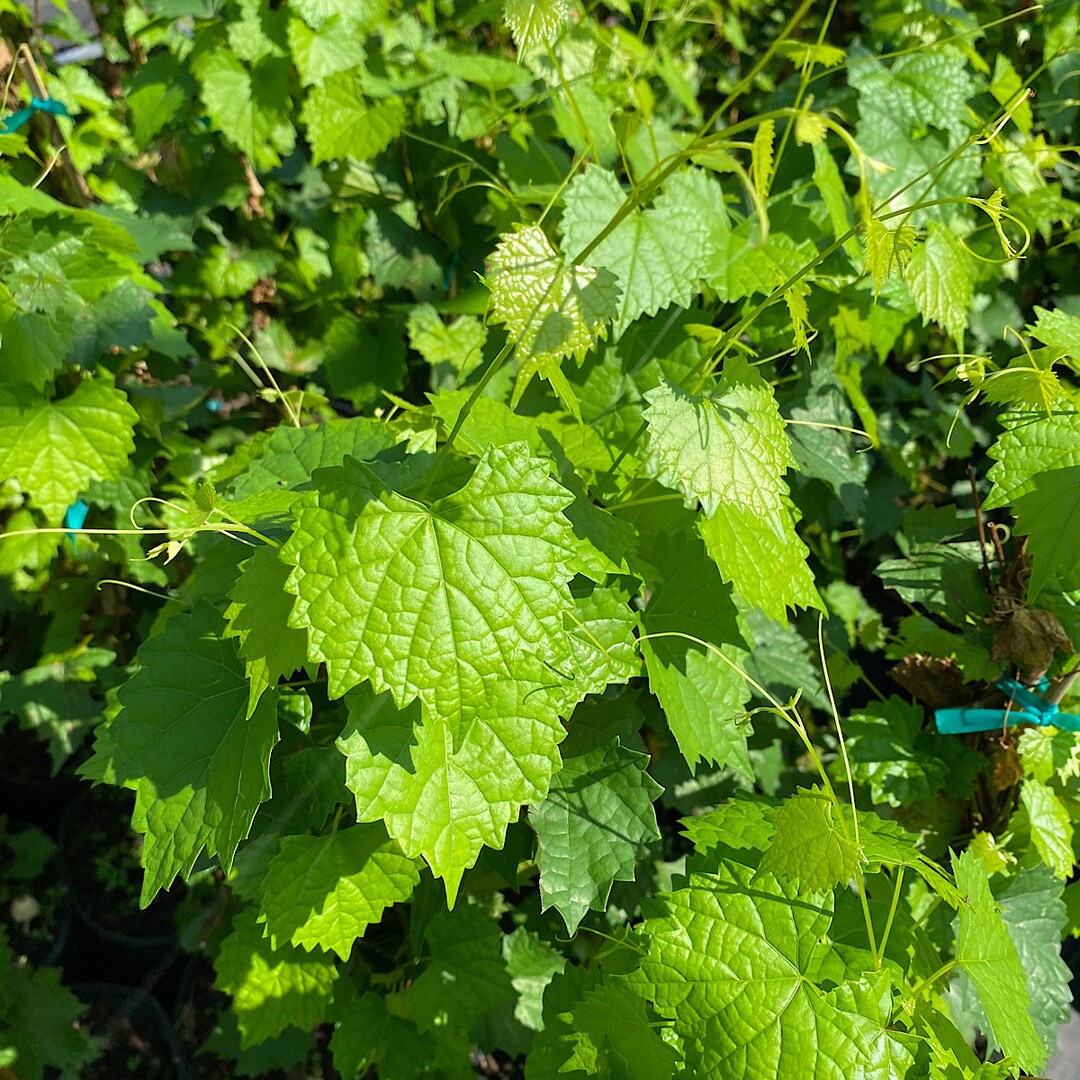 Fry Muscadine Vine Shrub