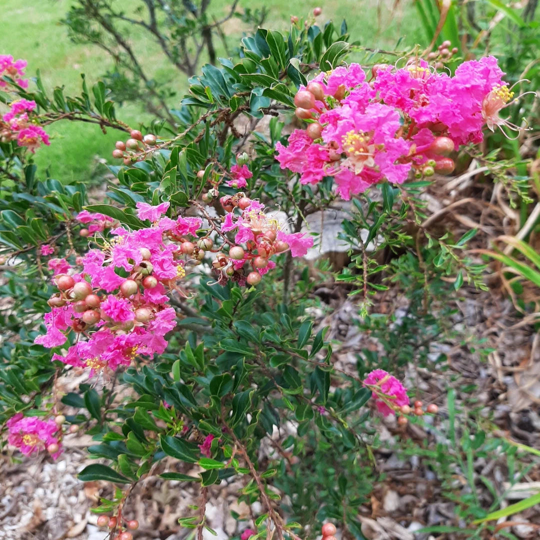 Sweetheart Dazzle Crape Myrtle
