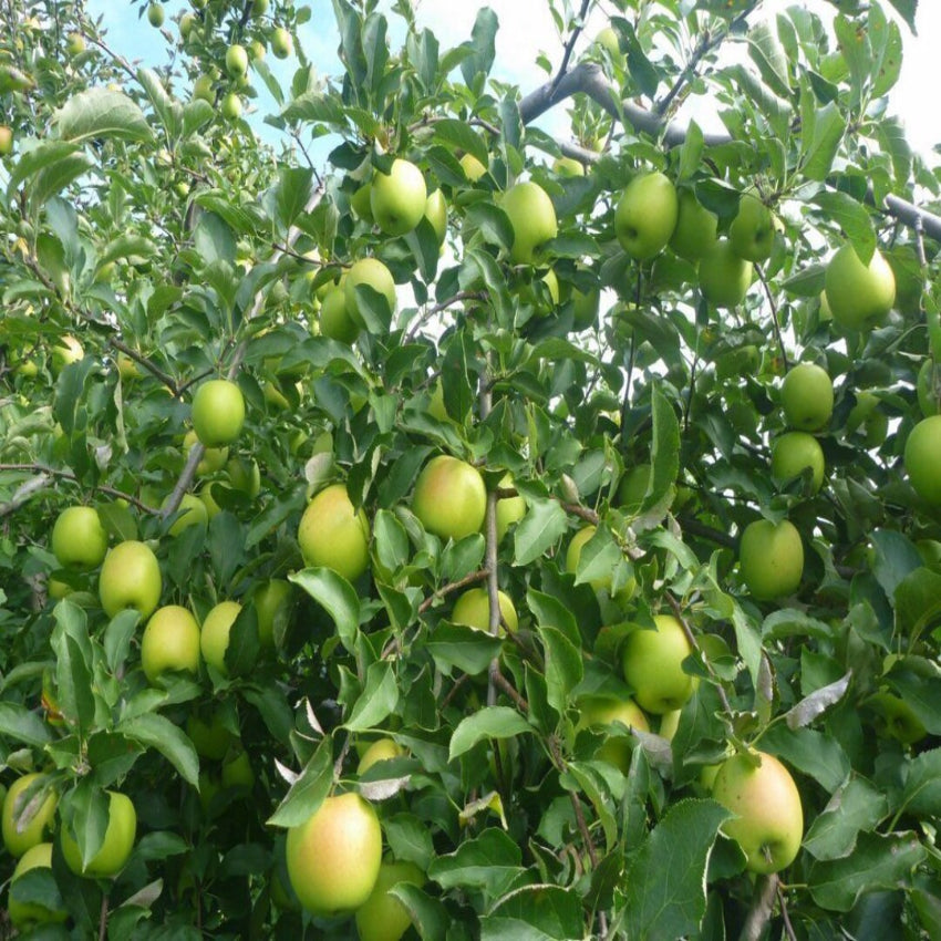 Mutsu Apple Tree