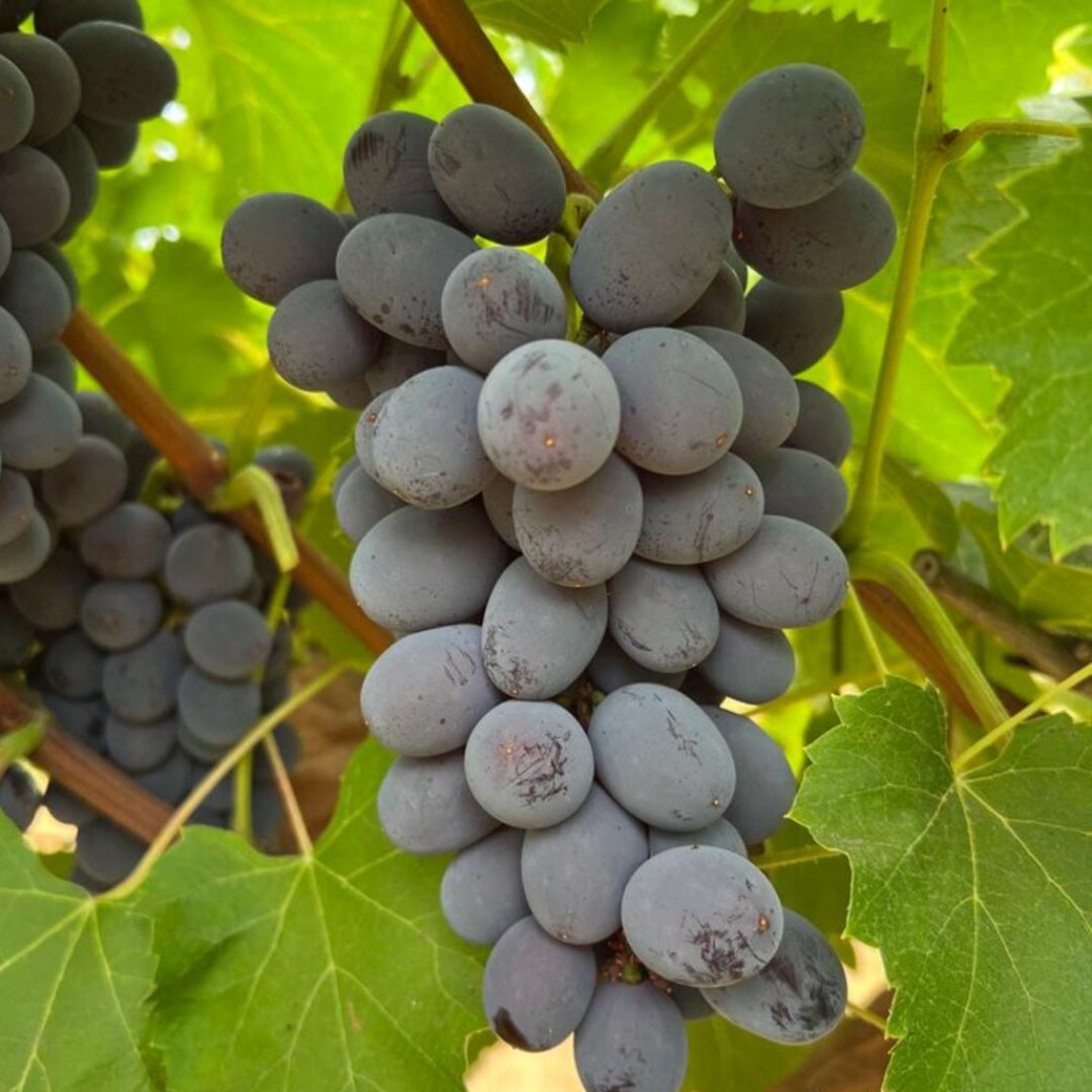 Jupiter Grapes