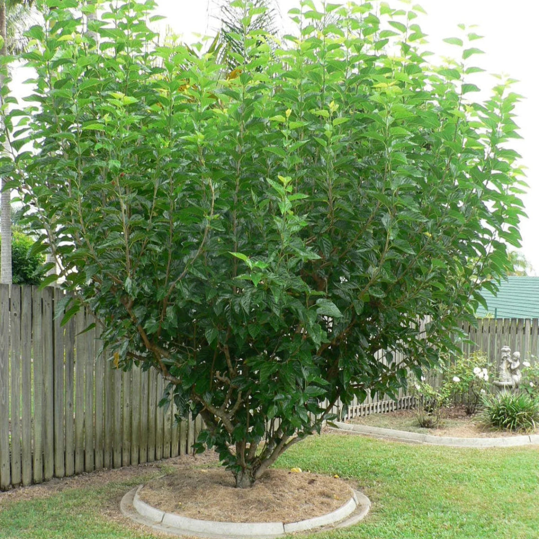 Dwarf Everbearing Mulberry Tree