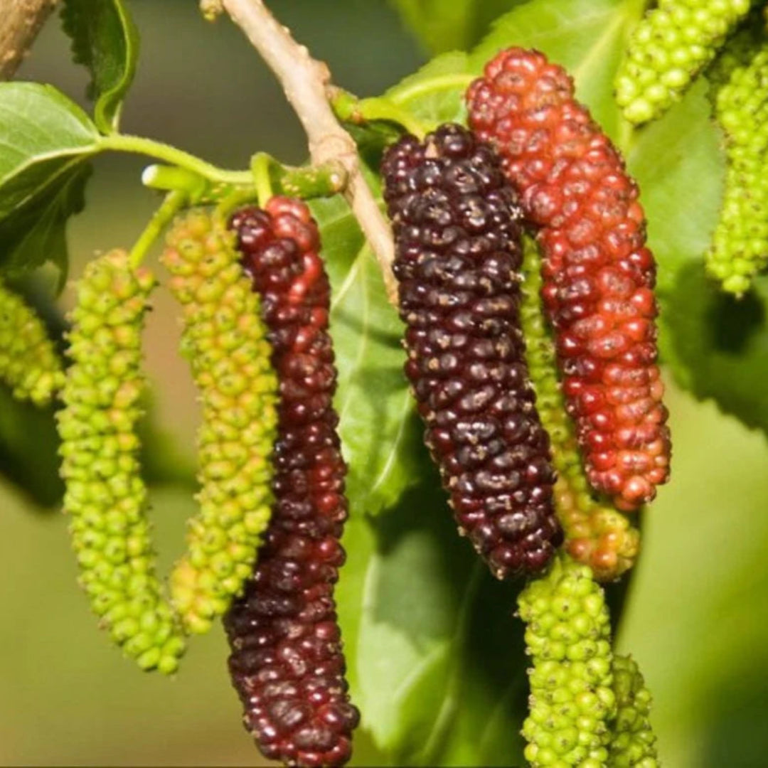 Pakistan Mulberry Tree