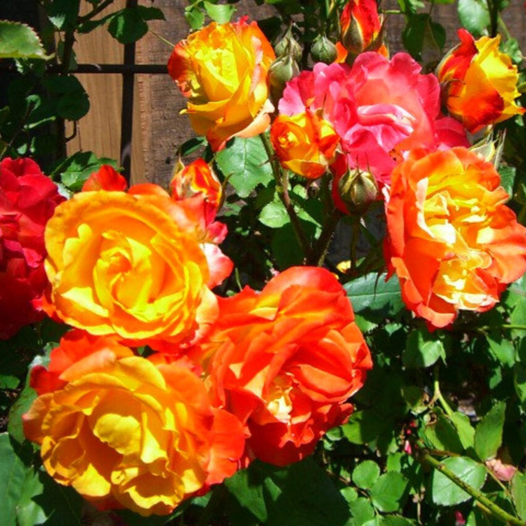 Pinata Climbing Rose