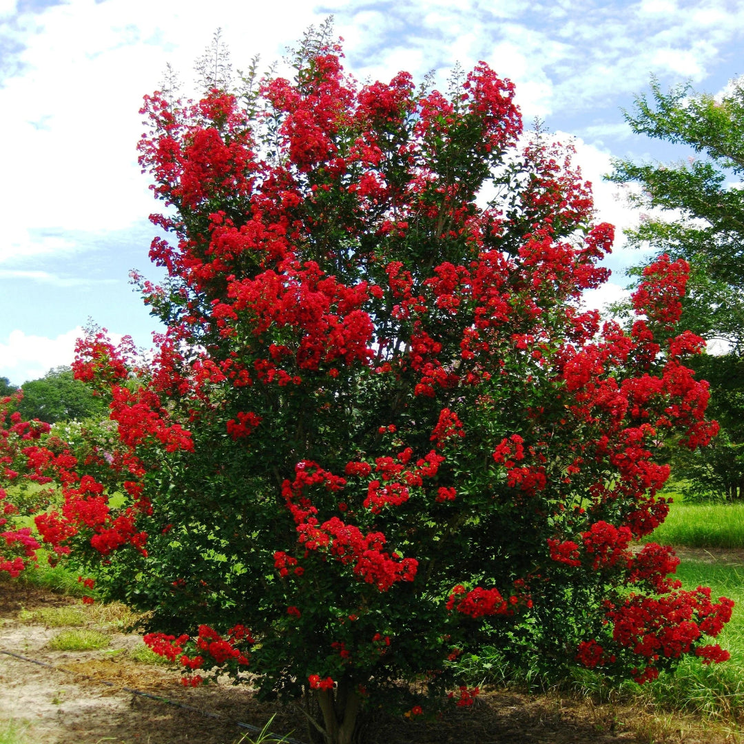 Red Rocket Crape Myrtle Tree Foliage and Flowers