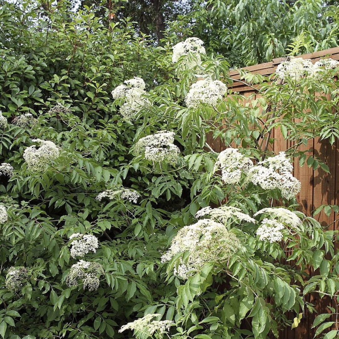 Bob Gordon American Elderberry