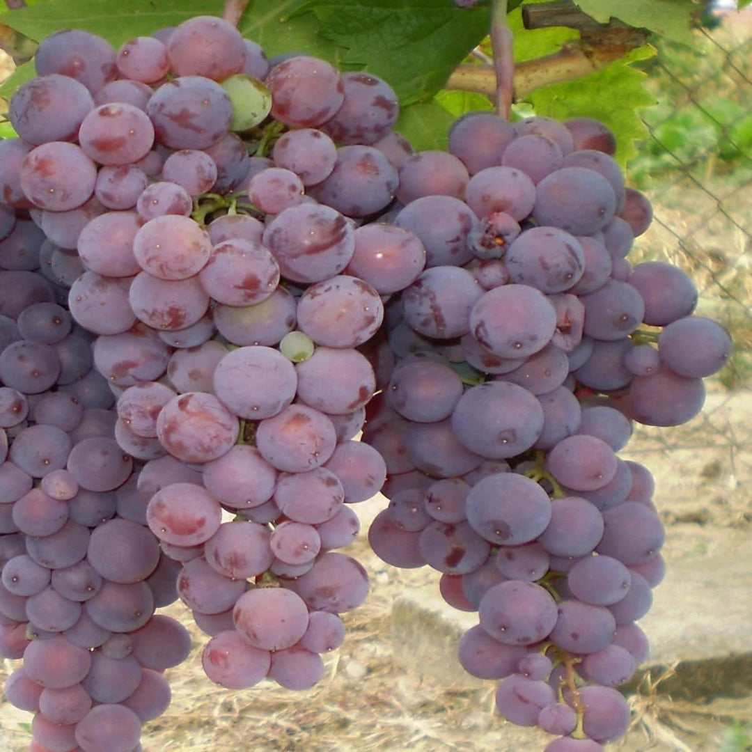 Einset Red Seedless Grape Vine