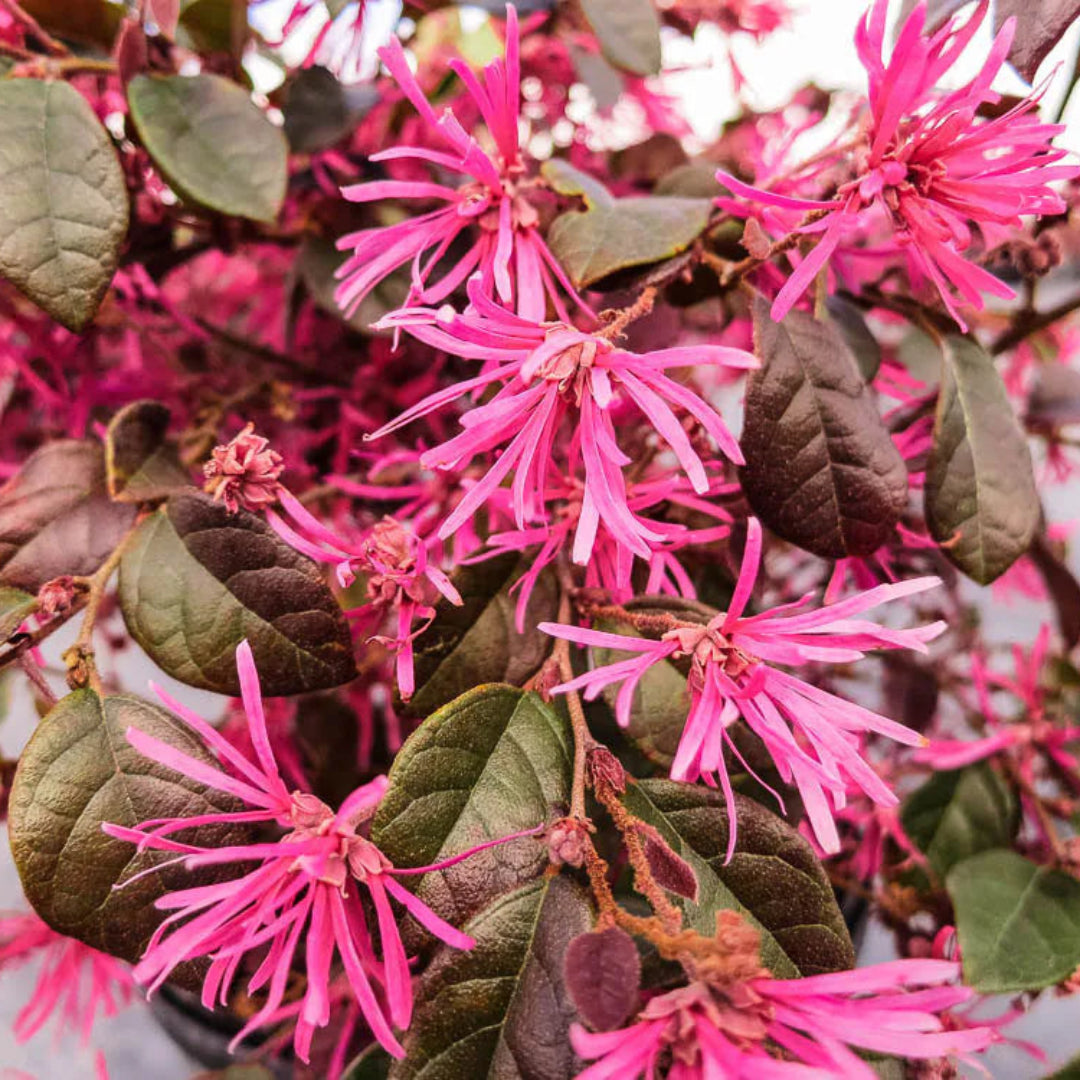 Vibrant Ruby Loropetalum shrub for garden
