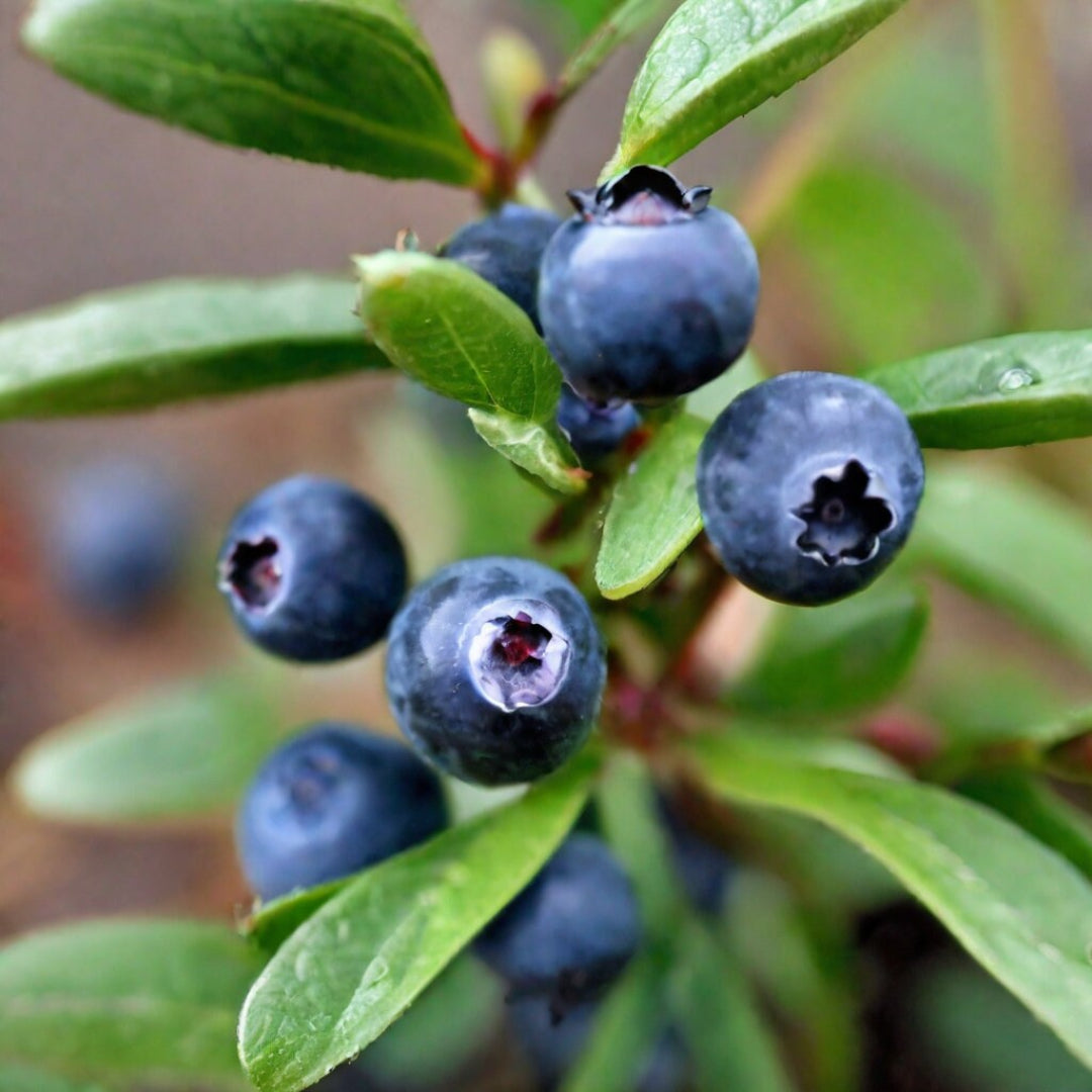 Cutie Pie Dwarf Blueberry Bush
