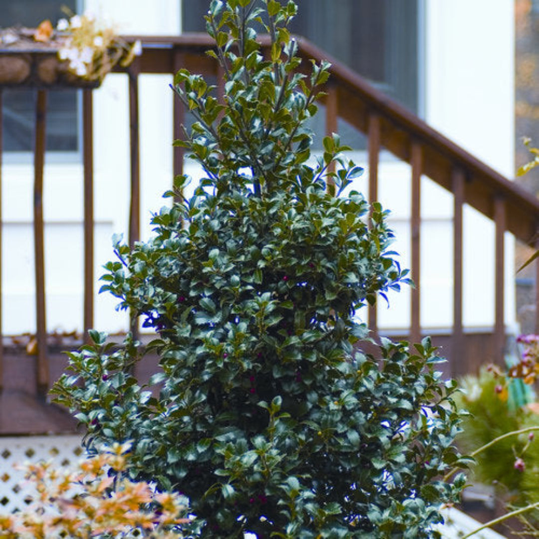 Blue Stallion Holly Multifunctional Evergreen