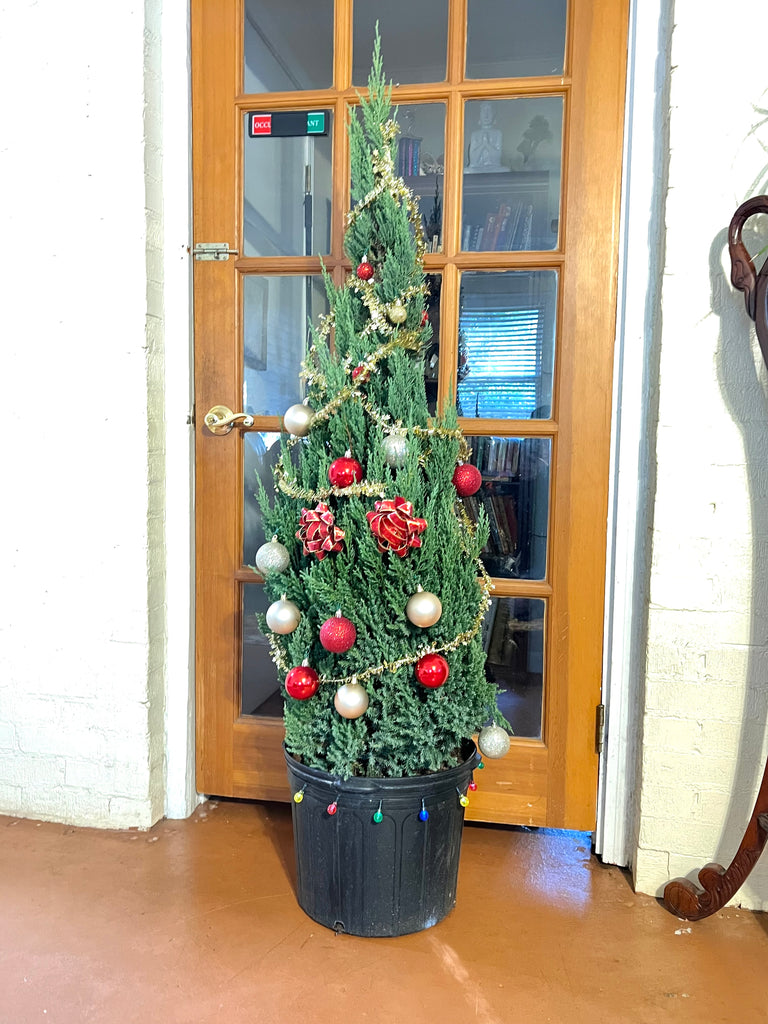 Blue Point Juniper (Christmas Tree)