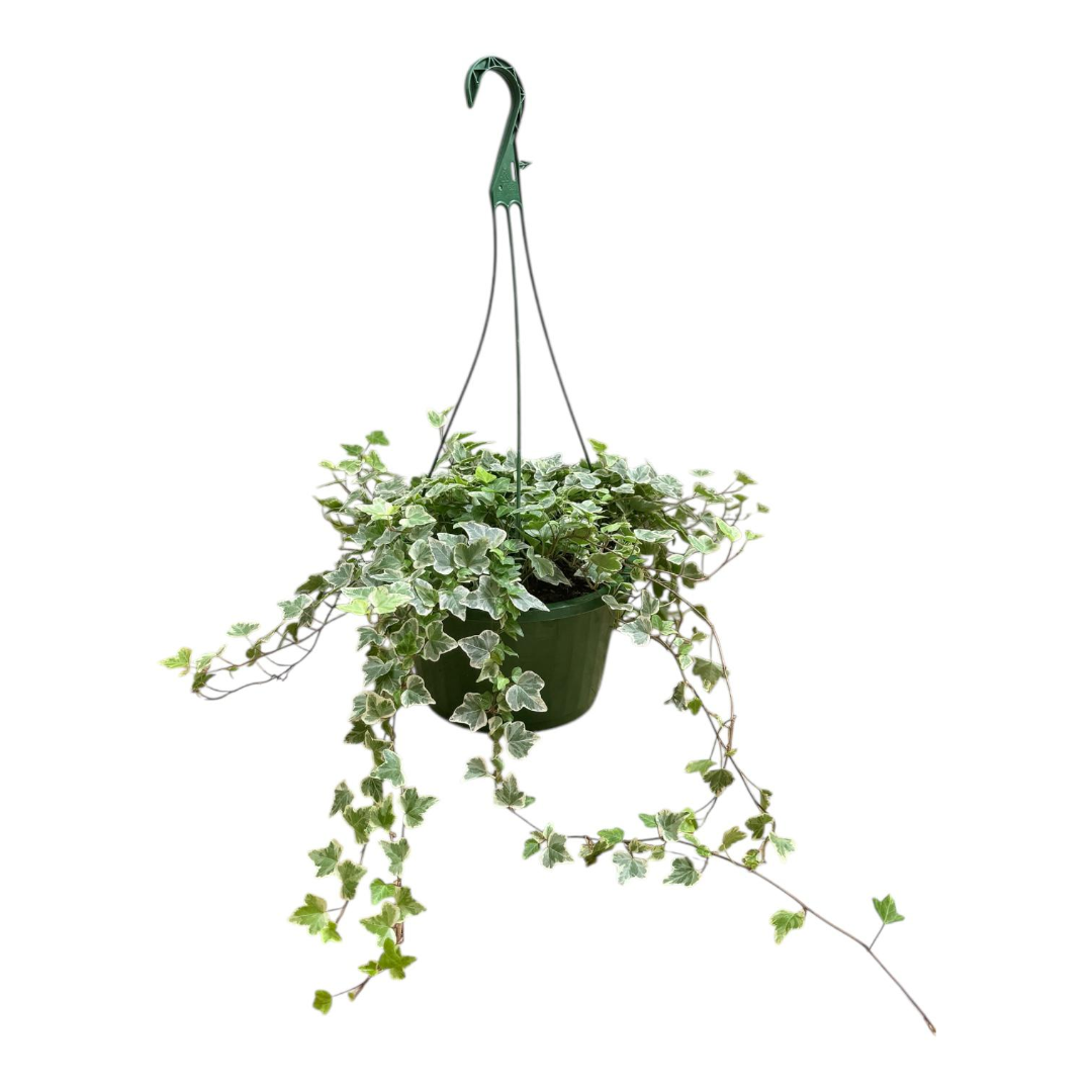 Variegated Ivy Hanging Basket