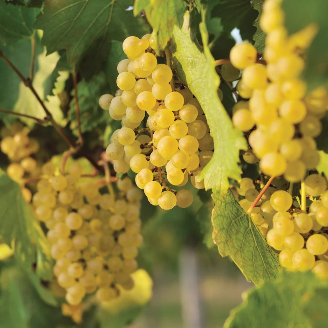 Edelweiss White Seeded Grape Vine