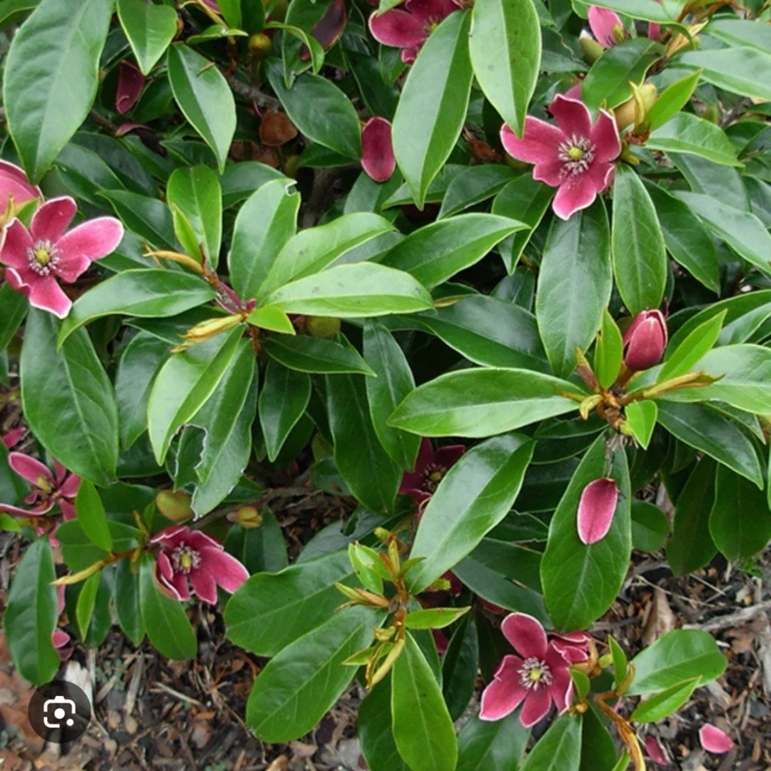 Stellar Ruby Magnolia flowering tree with pink blooms