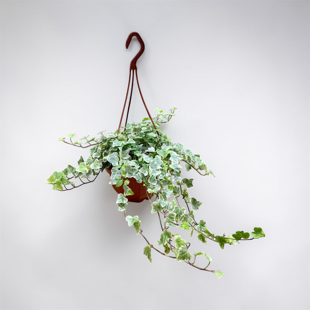 Variegated Ivy Hanging Basket