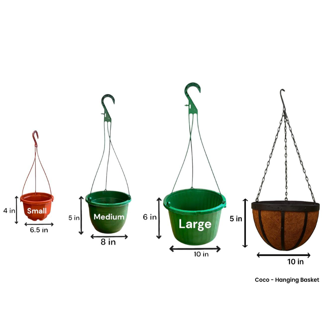 Variegated Ivy Hanging Basket