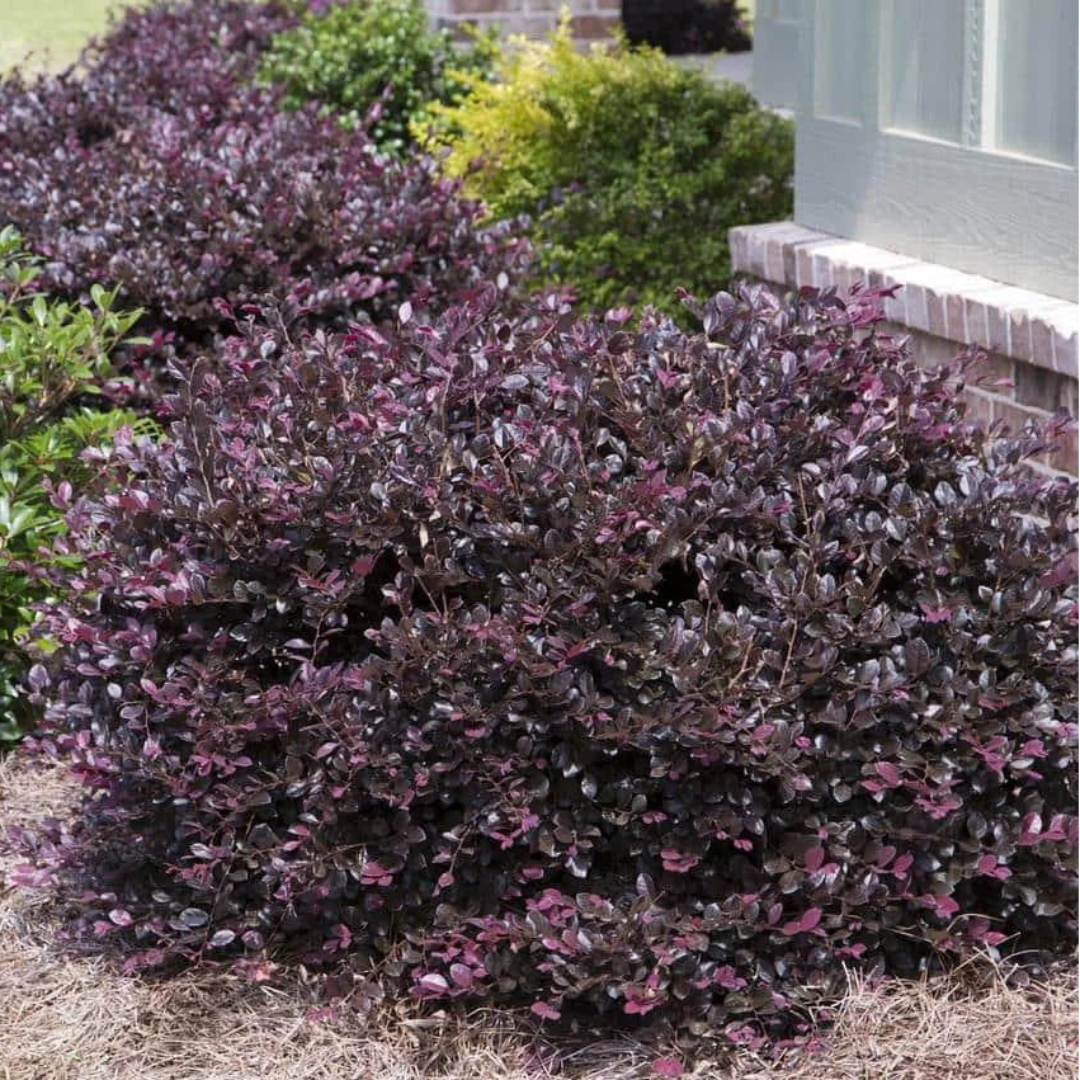 Short Purple Blooming Loropetalum – Medium Evergreen Shrub